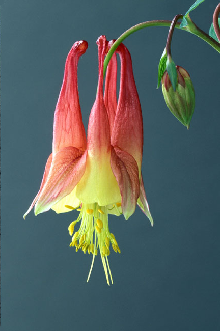 Canadian Columbine
